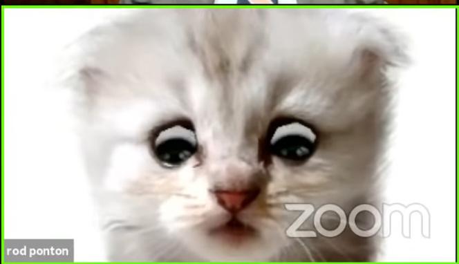  Nie jestem kotem. Sędzia zamienił się w kota