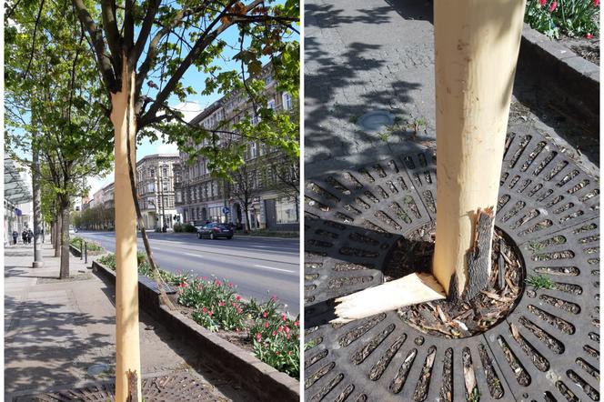 Uszkodzone drzewo przy ul. Krzywoustego w Szczecinie