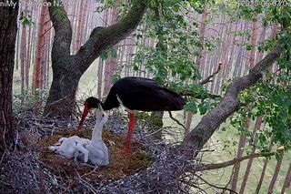 Bocian czarny wyrzucił z gniazda dwa pisklaki