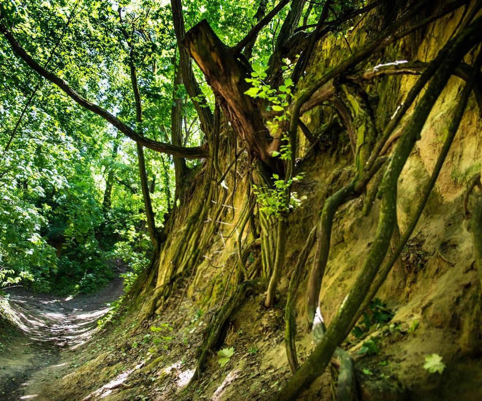 To jedna z najpiękniejszych tras spacerowych w Świętokrzyskiem. Szlak ma pół kilometra