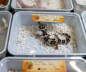 Targi egzotyki w Katowicach