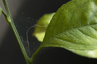 Jak chronić rośliny doniczkowe przed chorobami i szkodnikami