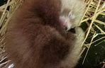 Wielka radość z pandy małej. W Orientarium Zoo Łódź na świat przyszedł trzeci potomek Ofelii i Otella
