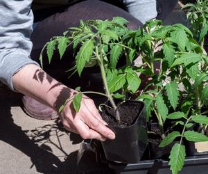 Wystarczy ćwiartka kostki i uzyskasz nawóz do sadzonek pomidorów. Podlej, a łodygi staną się mocne i grube