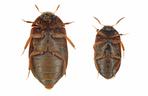 Atak afrykańskich chrząszczy w Warszawie! Są gorsze od moli, uważajcie na ubrania