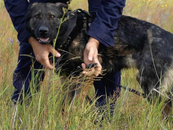 Policjanci i ich psy służbowe walczyli o tytuł! Kto okazał się najlepszy?