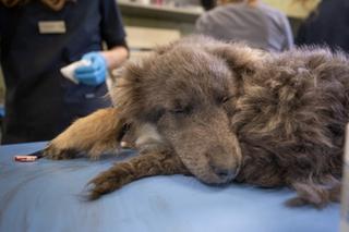 Suczka Megan z Ukrainy  walczy o życie w Polsce [GALERIA]