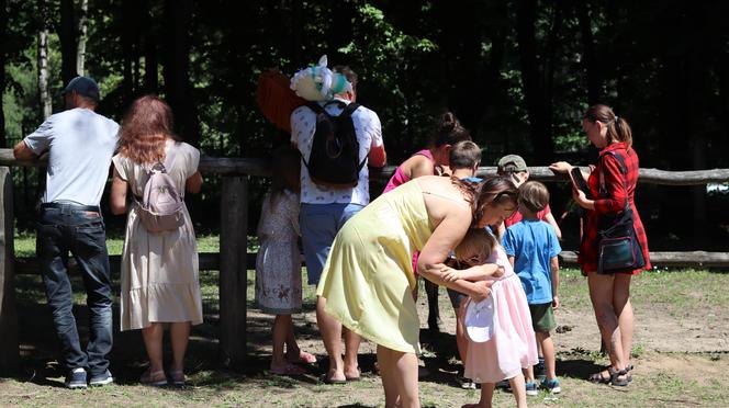 Jarmark koński w lubelskim skansenie przyciągnął tłumy