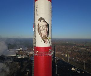 Toruńskie sokoły zostaną zaobrączkowane