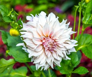 Dalia