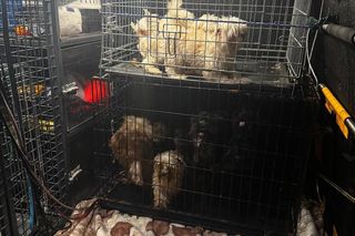 Skandal w pseudohodowli pod Krakowem! Psy żyły we własnych odchodach. Właścicielce grozi więzienie