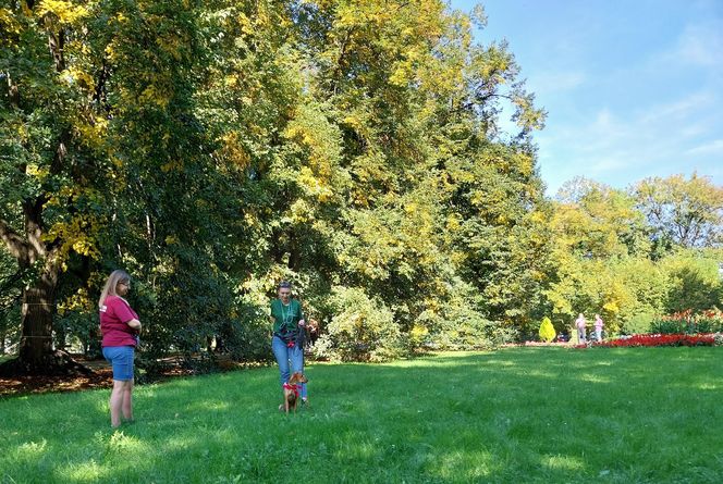 Parkowe łapki - schroniskowe psiaki w parku miejskim w Zamościu