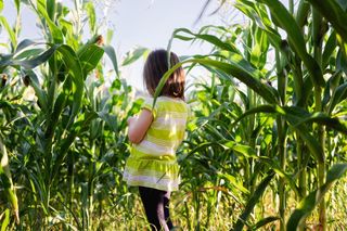 Tata pracował, dzieci bawiły się w chowanego. 5-latka zaginęła w polu kukurydzy