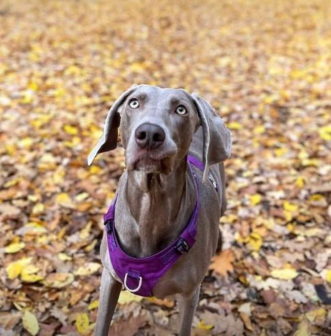 Przejechali mu psa oplem. "Zabili moją Sunię"