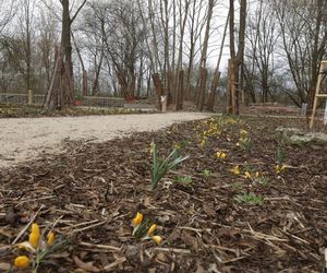 W Warszawie powstaje drugie lapidarium. Miasto nie usunie betonowych odpadów. To artefakty