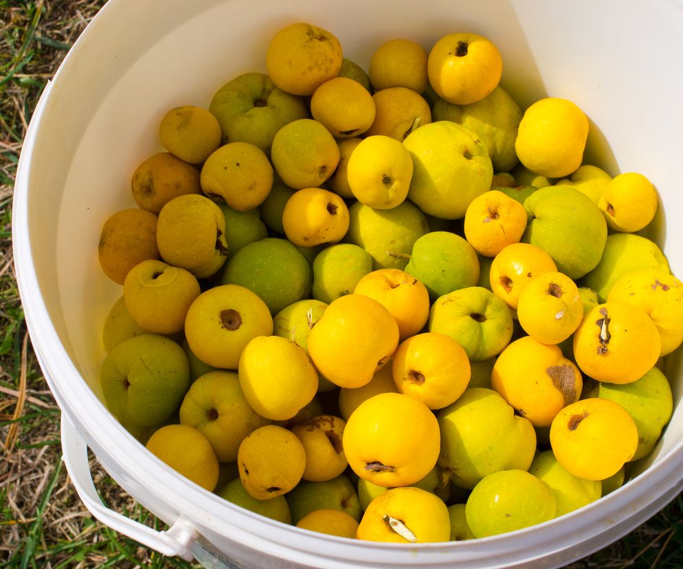 Pigwowiec: co można zrobić z owoców pigwowca?