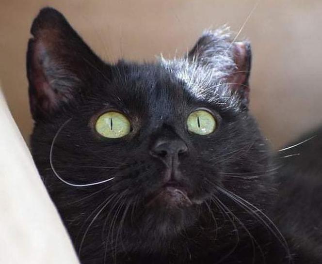 Witcher - kot do adopcji