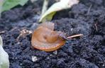 Budzą obrzydzenie i są utrapieniem ogrodników. Ślimaki sieją spustoszenie
