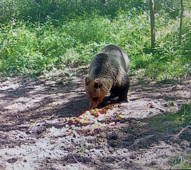 Małopolska. W regionie tarnowskim pojawił się niedźwiedź brunatny