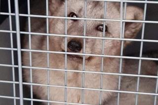 Krysia i Rysia miały być futrem, zamieszkały w fundacji