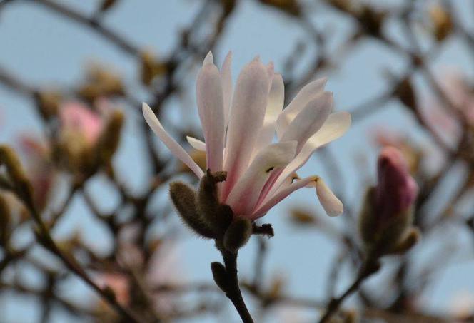 Magnolia loebnera 'Leonard Messel'