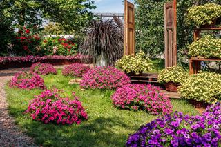 Supertunia MiniVista