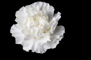 Kwiaty dla znaków zodiaku