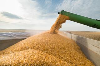 Czy piec na pellet umożliwia spalanie ziaren zbóż i kukurydzy?