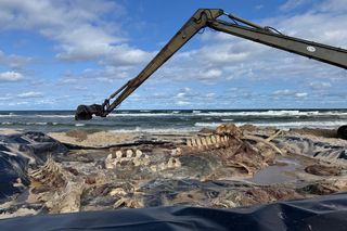 Ciało wieloryba ze Świnoujścia zostało zutylizowane, a jego szkielet trafi do muzeum