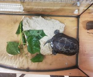 Żółw znaleziony przez mieszkańców jednego z bloków w Międzylesiu 