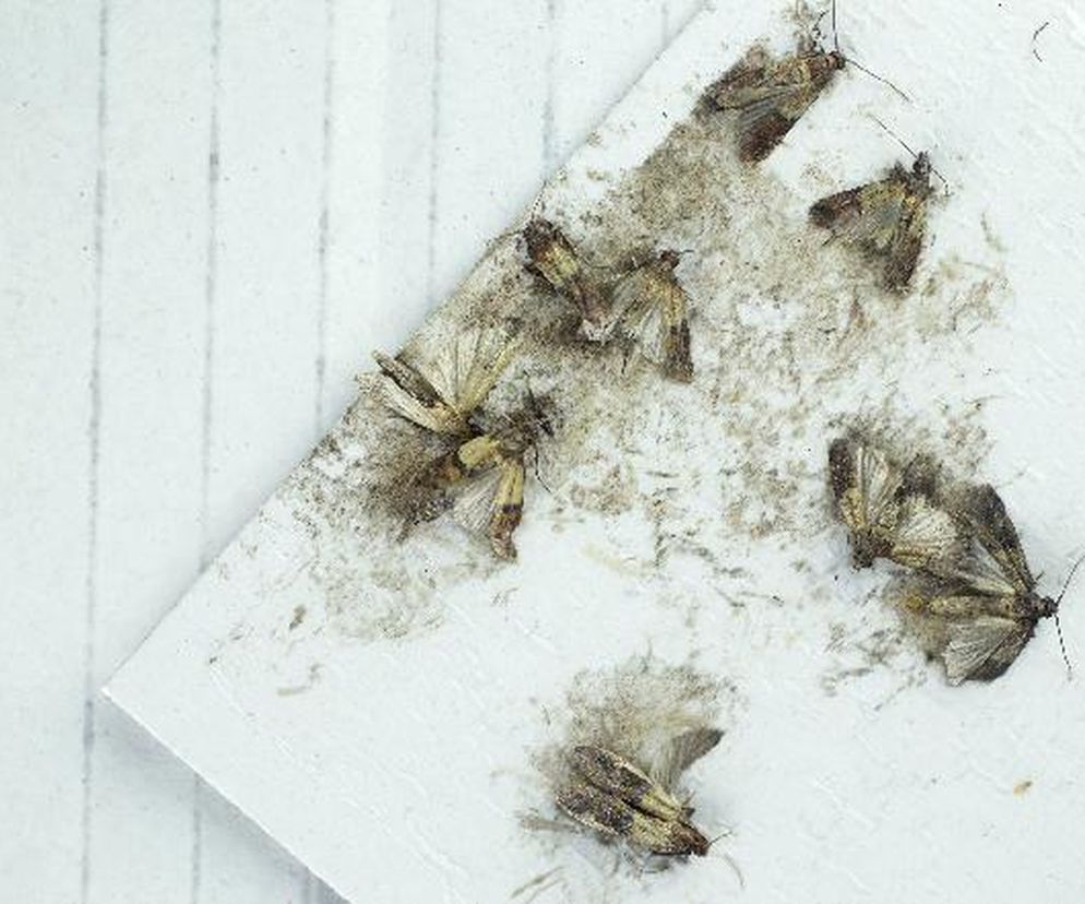 Mole spożywcze w kuchni: jak zwalczyć?