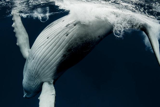 30 wygłodniałych rekinów rzuciło się na truchło wielkiego wieloryba. Straszny widok!