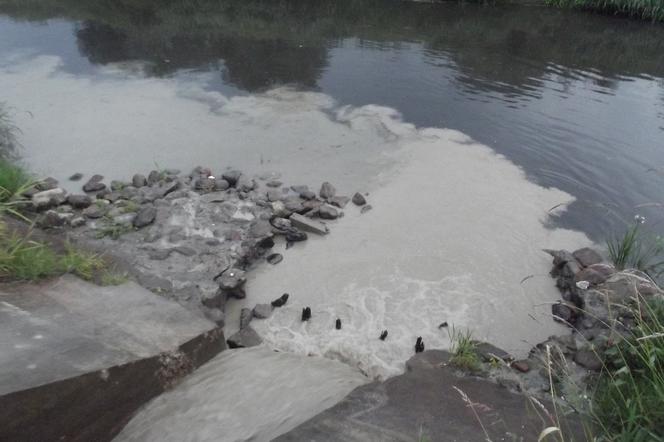 Ścieki i śmieci spuszczone do Cybiny mieszają się z wodami rzeki Warty