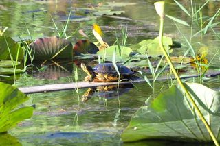Arboretum w Bolestraszycach 