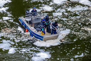 Tony śniętych ryb w jeziorze Dzierżno Duże to wina złotej algi