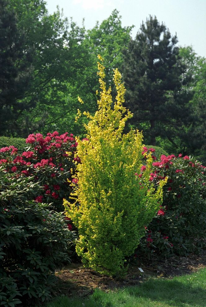 Ogród Botaniczny w Powsinie