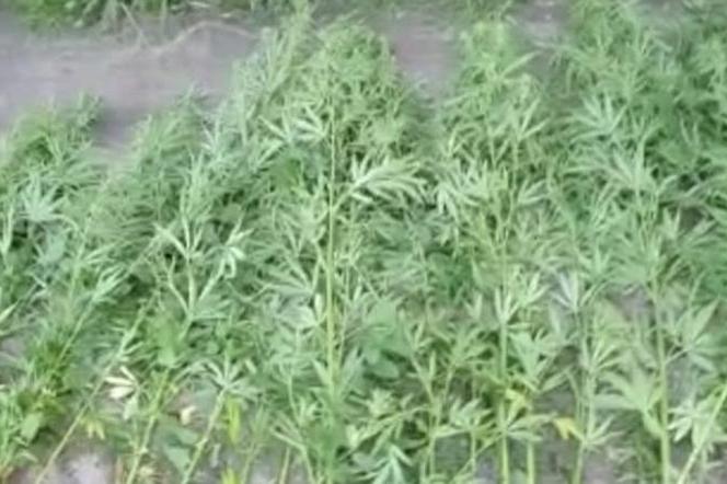 Kolejna nielegalna plantacja konopi zlikwidowana