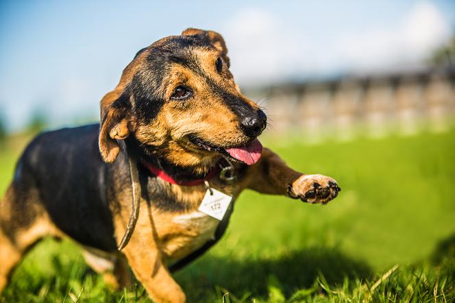 Trwa akcja Rekordowa Miska z Ceneo