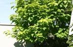 Katalpa: znakomite drzewo do małego ogrodu
