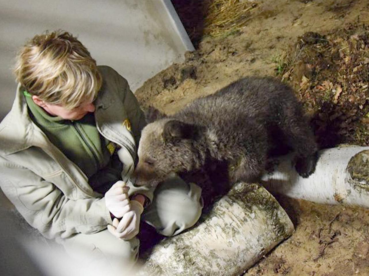 Miśka zostanie gwiazdą zoo