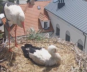 Samotny bocian znalazł pocieszenie?! Między nową parą doszło już do zbliżenia!