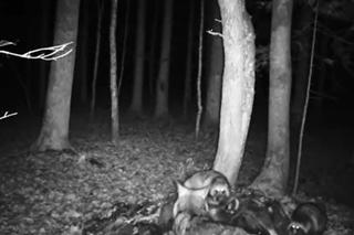 Jenoty grasują w polskich lasach. Szokujące nagrania w sieci! Tak rozprawiły się z wilkiem! 