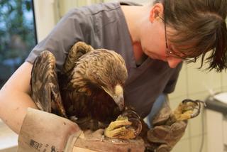 Kaszel i duszności u orła