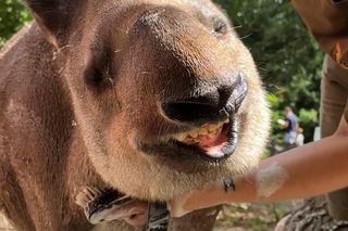 Ulubienica wrocławskiego zoo wyjechała do Francji. Tapirzyca Sara bezpiecznie trafiła do Zoo de Cerza 