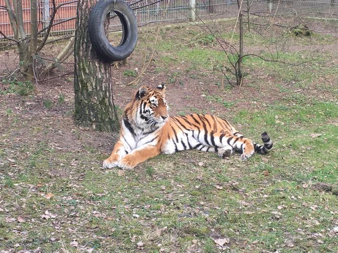 Sprawdziliśmy, jak tygrysica z Myślęcinka radzi sobie po śmierci Altaja. Dyrektorka ogrodu: są nadzieje na potomstwo