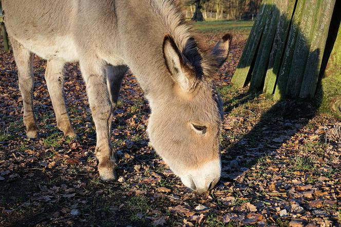 Ksiądz z jednej z dolnośląskich parafii wjechał do kościoła na osiołku