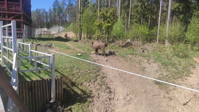 Zagroda Pokazowa Żubrów w Kopnej Górze. Unikalne miejsce na mapie Podlasia