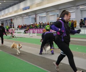 Międzynarodowa Wystawa Psów Rasowych w Poznaniu