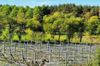 Winnica Molias po przymrozkach