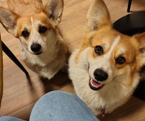 Pierwsza w Polsce kawiarnia z psami Corgi